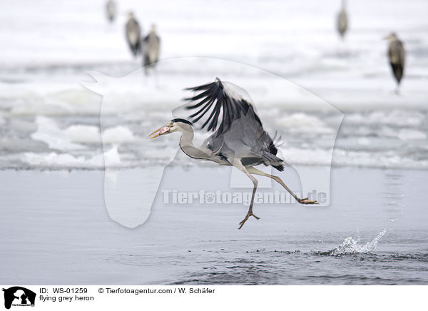 fliegender Graureiher / flying grey heron / WS-01259