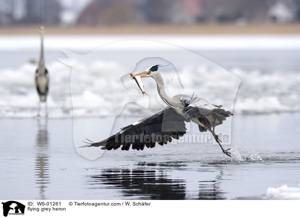 fliegender Graureiher / flying grey heron / WS-01261