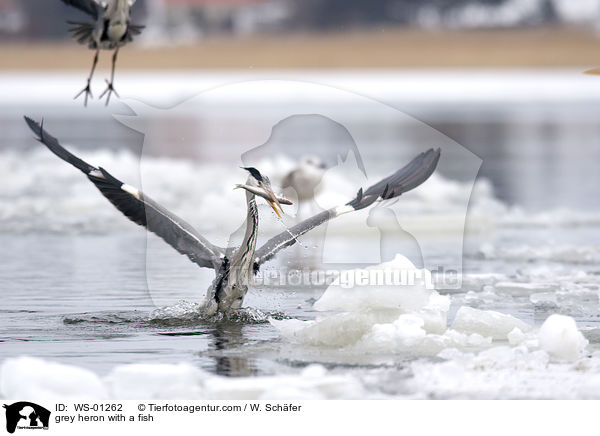 Graureiher mit einem Fisch / grey heron with a fish / WS-01262