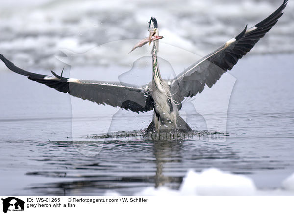 grey heron with a fish / WS-01265