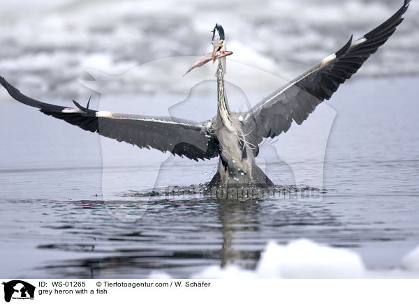 Graureiher mit einem Fisch / grey heron with a fish / WS-01265