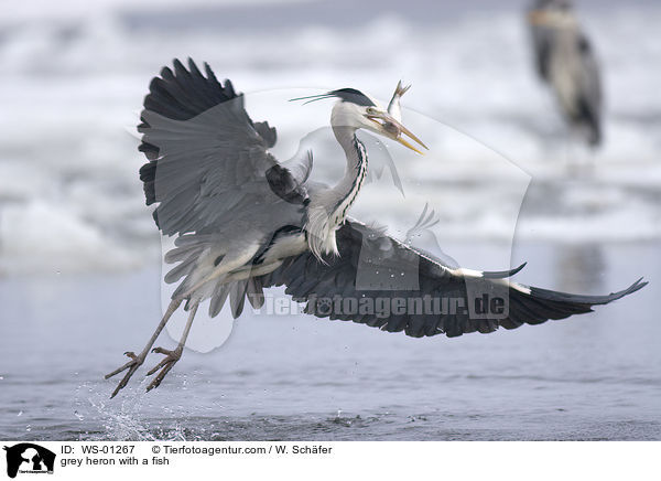 grey heron with a fish / WS-01267