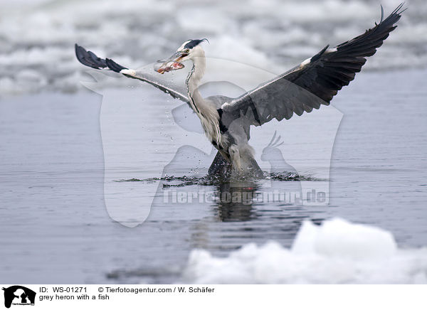 Graureiher mit einem Fisch / grey heron with a fish / WS-01271