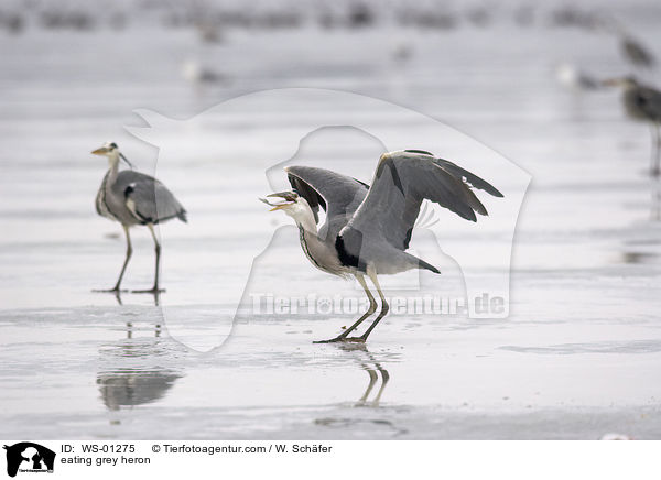 Graureiher frisst einen Fisch / eating grey heron / WS-01275