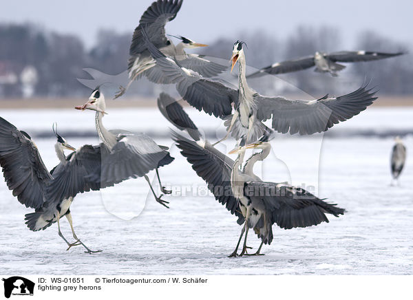 Streitende Graureiher / fighting grey herons / WS-01651