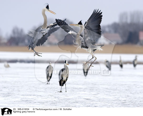 Streitende Graureiher / fighting grey herons / WS-01654