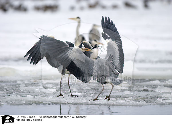 Streitende Graureiher / fighting grey herons / WS-01655