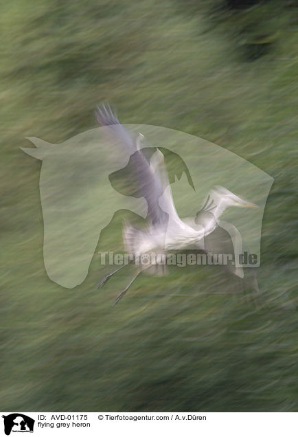 fliegender Graureiher / flying grey heron / AVD-01175