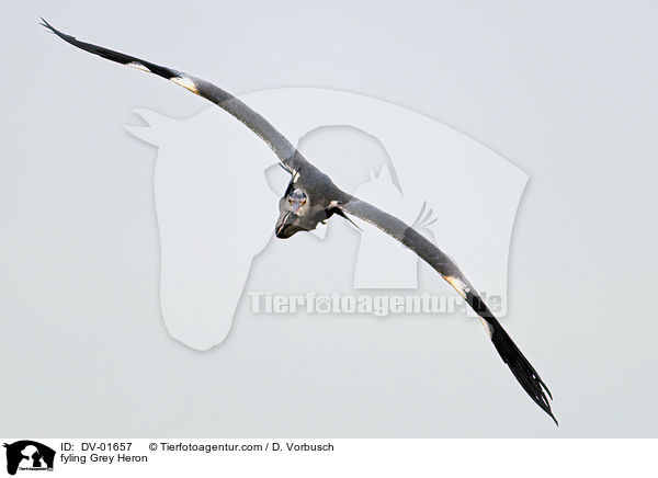 fyling Grey Heron / DV-01657