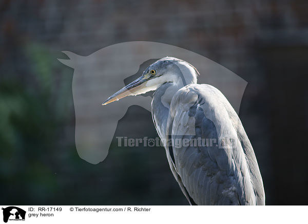 Graureiher / grey heron / RR-17149