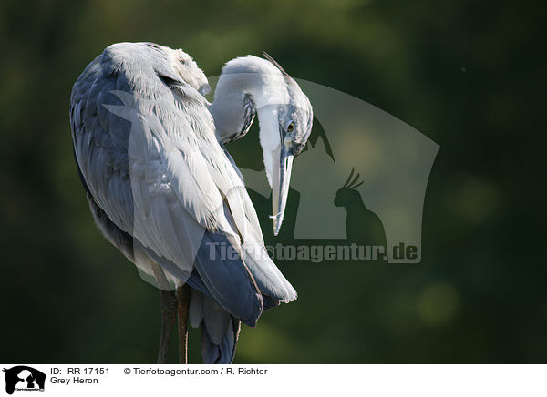 Graureiher / Grey Heron / RR-17151