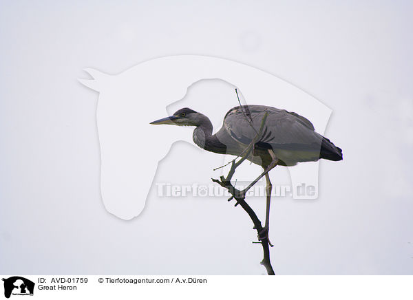 Great Heron / AVD-01759