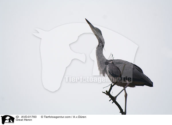 Graureiher / Great Heron / AVD-01760