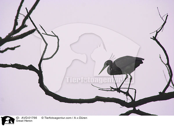Great Heron / AVD-01766