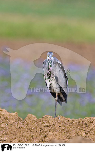 Graureiher / gray heron / SO-01062