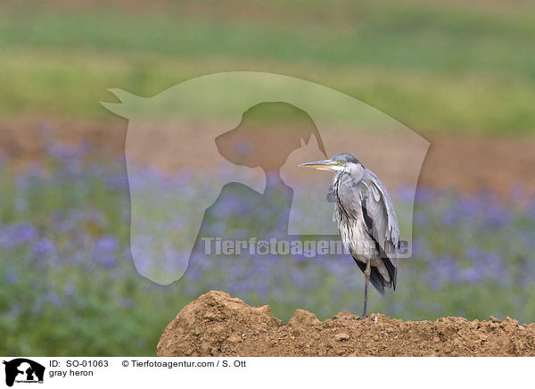 Graureiher / gray heron / SO-01063