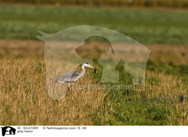 Graureiher / gray heron / SO-01065