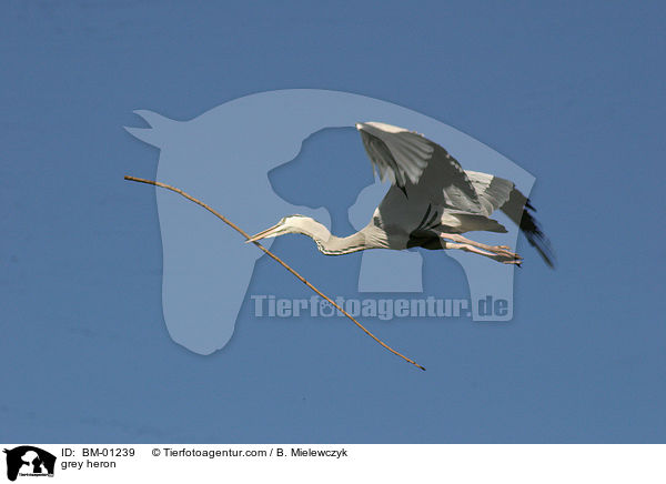 Graureiher / grey heron / BM-01239