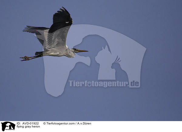 fliegender Graureiher / flying gray heron / AVD-01922