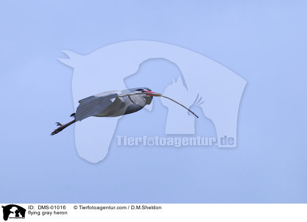 fliegender Graureiher / flying gray heron / DMS-01016