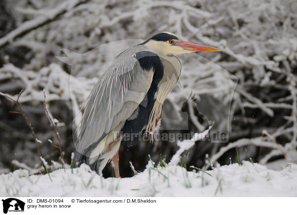 gray heron in snow / DMS-01094