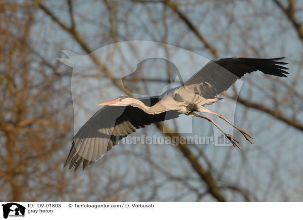 Graureiher / gray heron / DV-01803