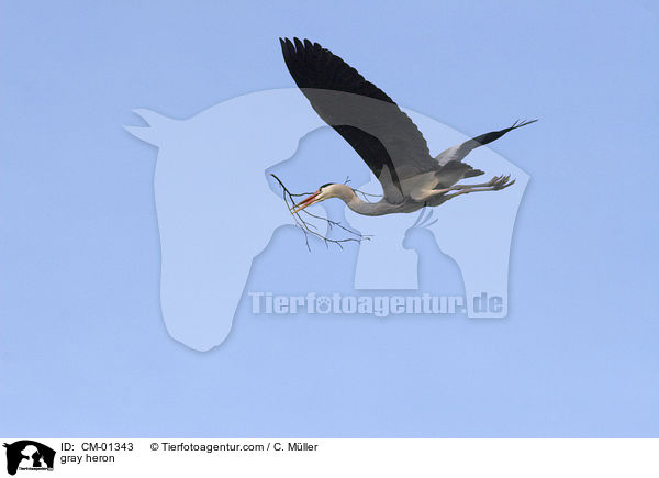 Graureiher / gray heron / CM-01343