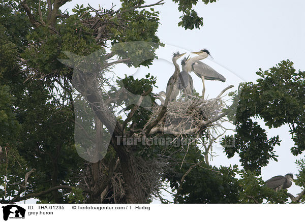 Graureiher / grey heron / THA-01235