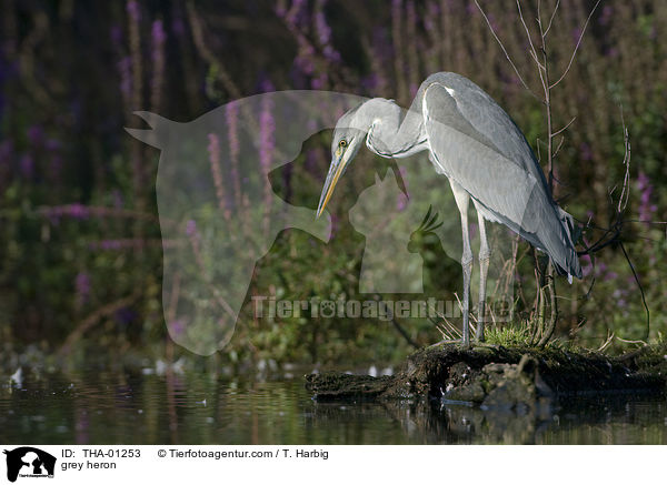 Graureiher / grey heron / THA-01253