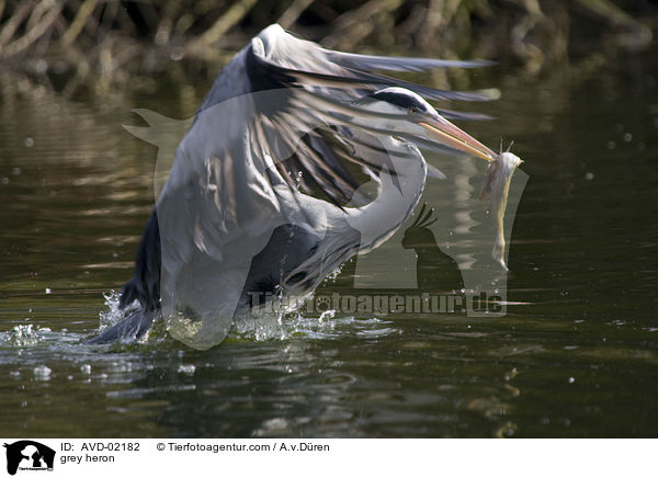 Graureiher / grey heron / AVD-02182