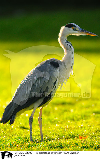 Graureiher / grey heron / DMS-02702