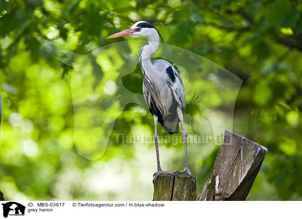 grey heron / MBS-03917