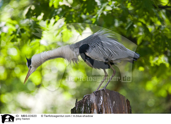 Graureiher / grey heron / MBS-03920