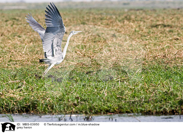 Graureiher / grey heron / MBS-03950