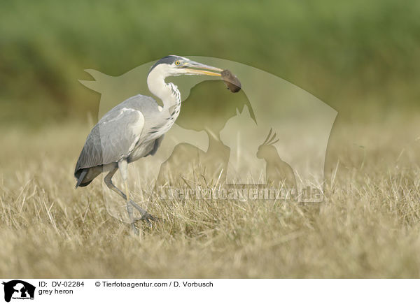 Graureiher / grey heron / DV-02284