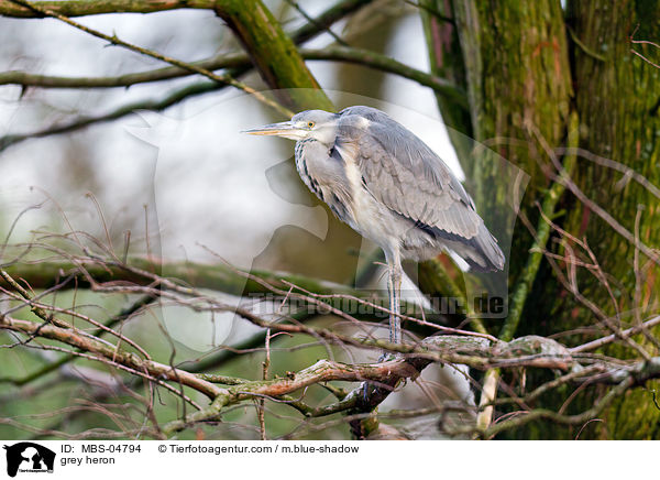 Graureiher / grey heron / MBS-04794