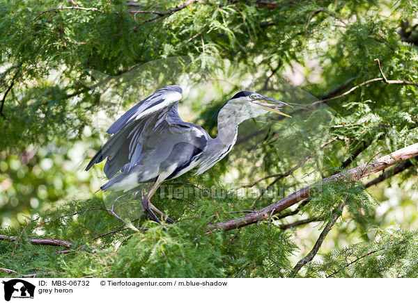 Graureiher / grey heron / MBS-06732