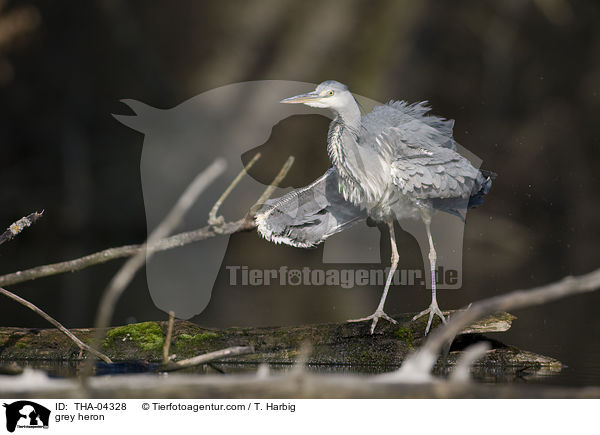 Graureiher / grey heron / THA-04328