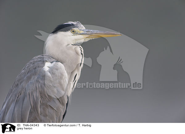 Graureiher / grey heron / THA-04343