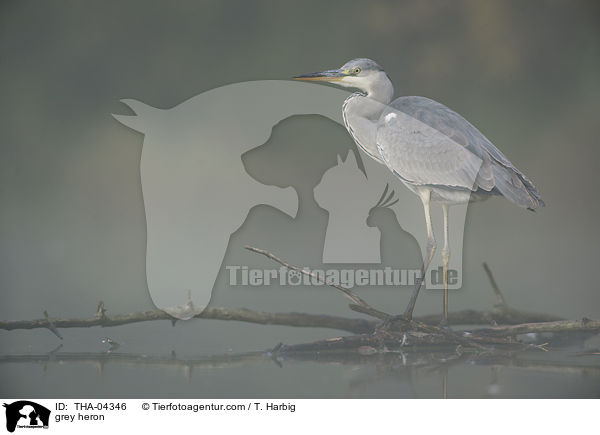 Graureiher / grey heron / THA-04346