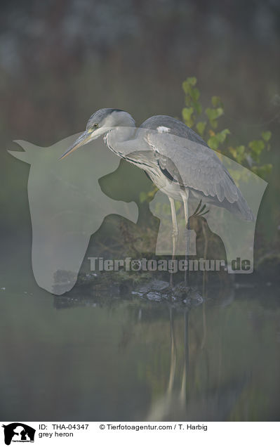 Graureiher / grey heron / THA-04347