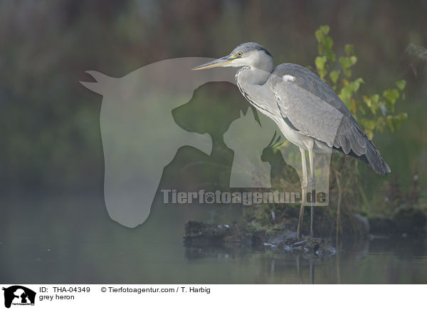 grey heron / THA-04349