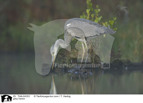 Graureiher / grey heron / THA-04351