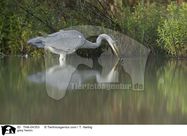 Graureiher / grey heron / THA-04353