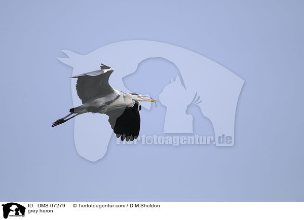 Graureiher / grey heron / DMS-07279