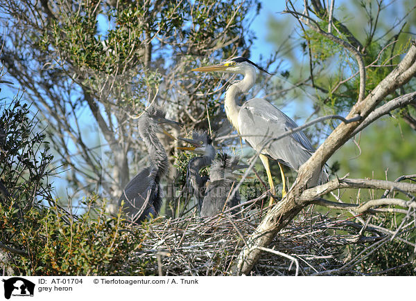 Graureiher / grey heron / AT-01704