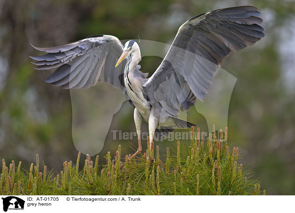 grey heron / AT-01705