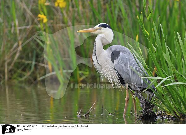 Graureiher / grey heron / AT-01707