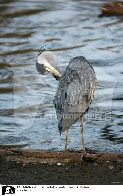 Graureiher / grey heron / AB-02790