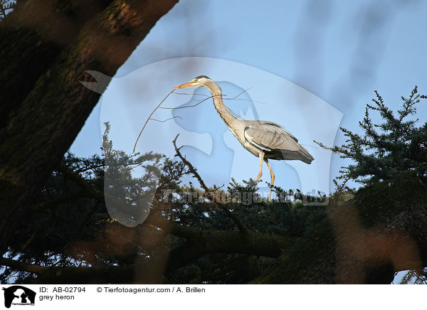 Graureiher / grey heron / AB-02794